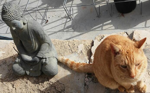 本源法师：受了菩萨戒的佛弟子可以养猫吗？