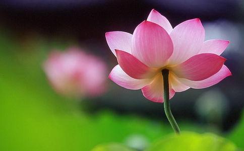 莲花有什么奇妙的地方？与佛教有什么关系？