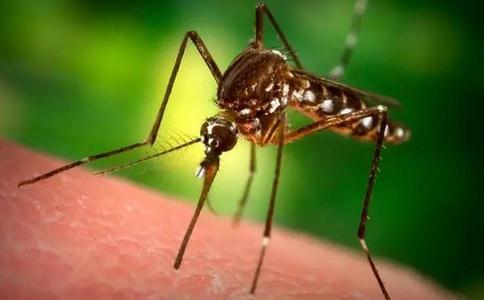 如何面对跳蚤、疟蚊、蟑螂等虫类的干扰？