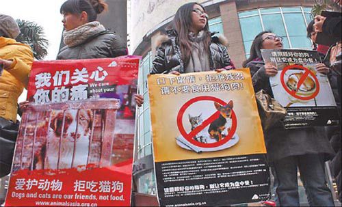 关注中国立法禁吃猫狗肉：中产阶级力挺禁令