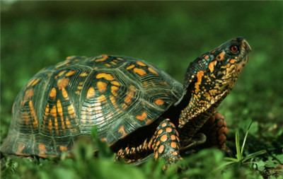巴西龟能不能放生