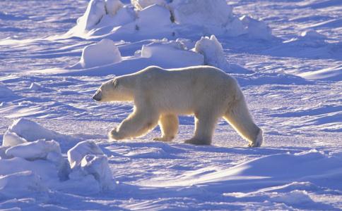 关爱生命—直击北冰洋上作揖乞食的饿熊