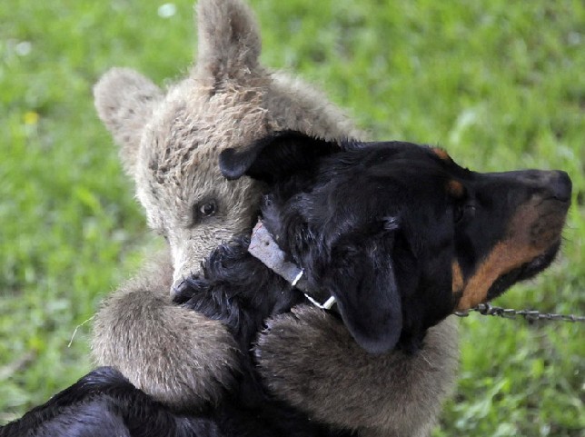小棕熊和小狗的友谊