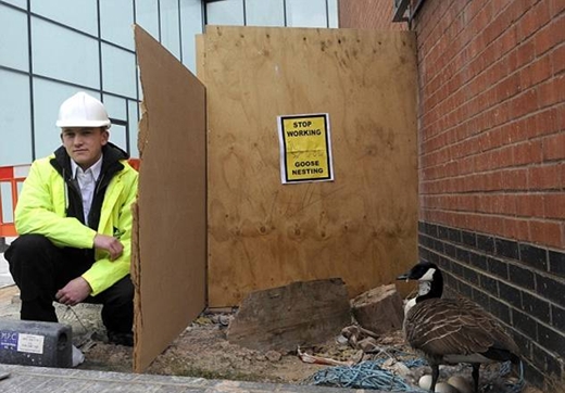　　英国巨大工程延迟工期只为保护在工地孵蛋的母鹅