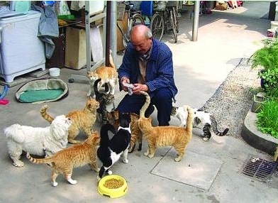 　　退休大爷和他的小猫们