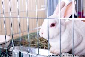 提倡停止动物测试--组织呼吁善