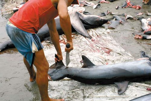 　　越来越多的中国人反对吃鱼翅，拯救鲨鱼