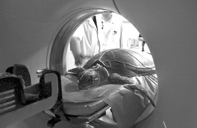 　　给一直患病的野生海龟做CT